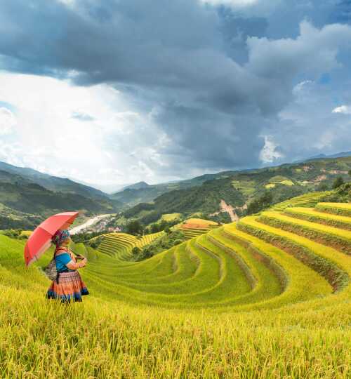 rice-field-01